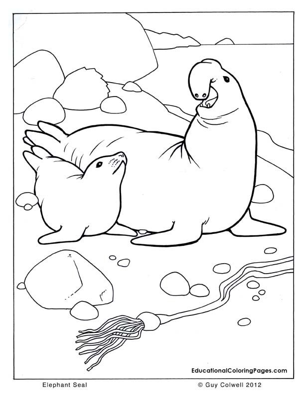 Plansa de colorat cu Foca 6 29